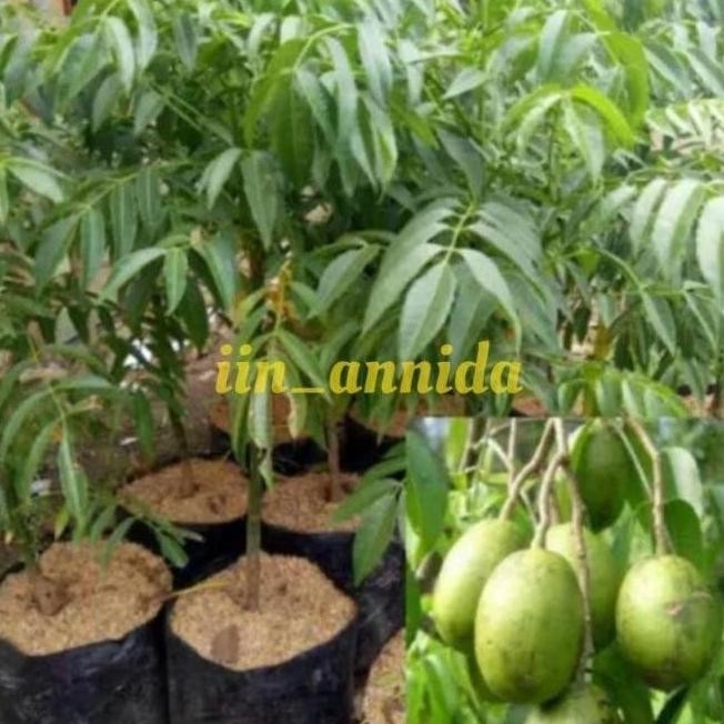 THE BEST Bibit kedondong/bibit tanaman buah dondong /kedondong MMU