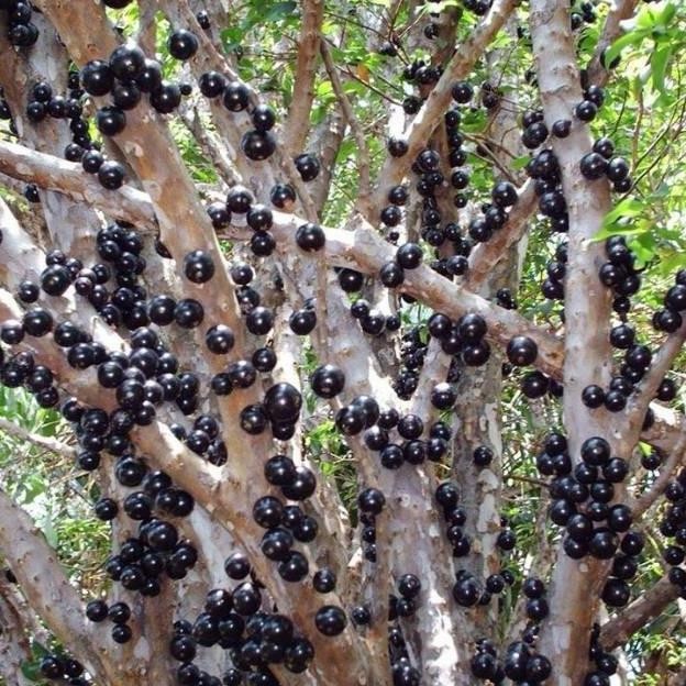 

Bibit tanaman buah anggur Bril jaboticaba MMU