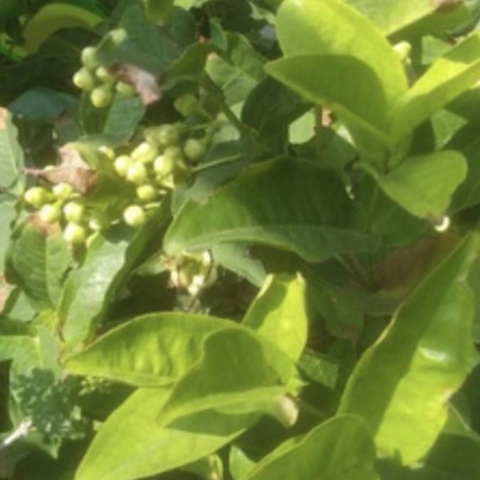 Tanaman buah jambu air madu deli hij - sudah berbuah MMU