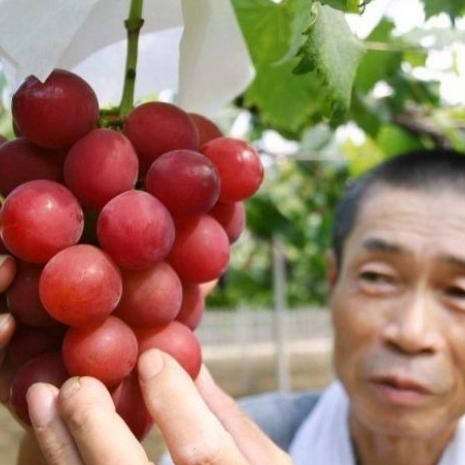 

POHON ORI BIBIT TANAMAN BUAH ANGGUR IMPORT RUBY ROMAN GRATIS ANGGUR MMU