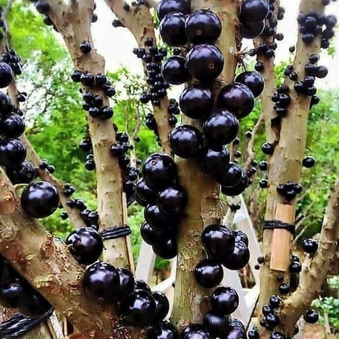 

bibit tanaman anggur bril pohon buah angggur bril tanaman langka MMU