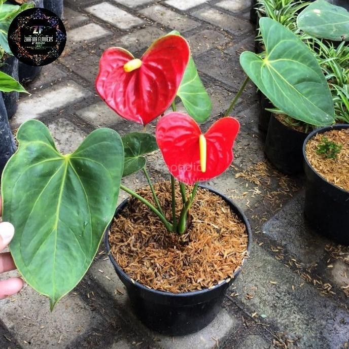 

Miliki Tanaman Hias Anthurium Mickey Mouse Love