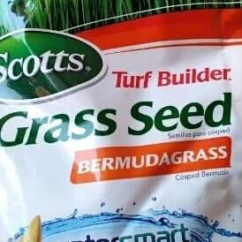 Benih Bibit Biji Rumput Bermuda Grass Seed Untuk Lapangan Sepak Bola