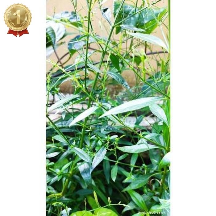 

Original Daun Sambiloto 100 Lembar / Daun Sambiloto Segar Langsung Petik / Daun Sambiloto Kusus Daun Segar / Daun Herbal / Obat Herbal / Promo / Diskon / Terlaris / Termurah / Cod Daun Herbal Kalimantan