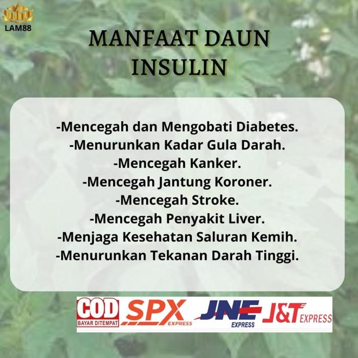 

Special Price Daun Insulin Kering - Herbal Untuk Diabetes Daun Herbal Premium