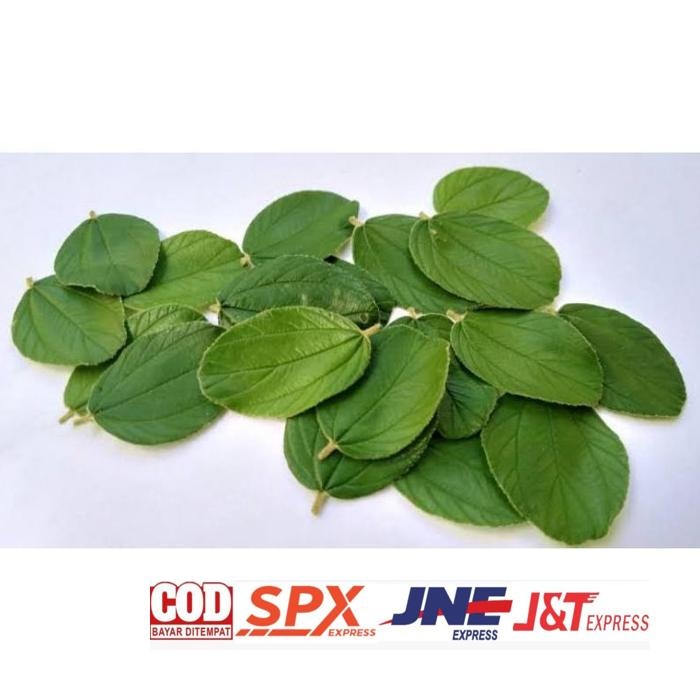 

New Arrival Daun Bidara Arab Segar Asli (100 Lembar) Daun Herbal Kering
