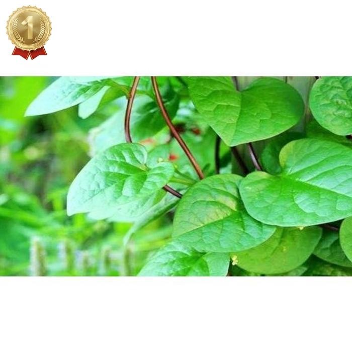 

New Arrival Daun Binahong Merah Segar 200 Gram Baru Petik Pohon Gendola Daun Herbal Premium