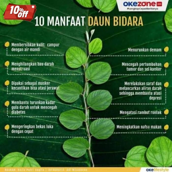 

Premium Daun Bidara Arab Segar Asli (100 Lembar) Daun Herbal Segar