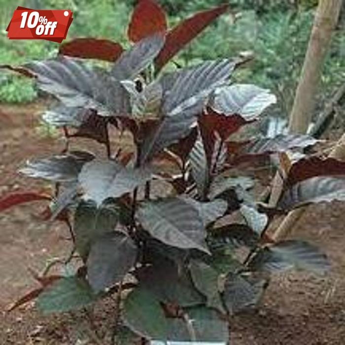 

Special Price Daun Herbal Handelem Segar /100 Gram Daun Ramban