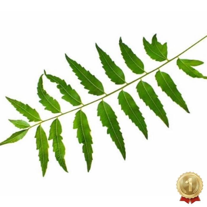 

Terbaru Herbal Daun Mimba Segar 1Kg Daun Herbal Segar