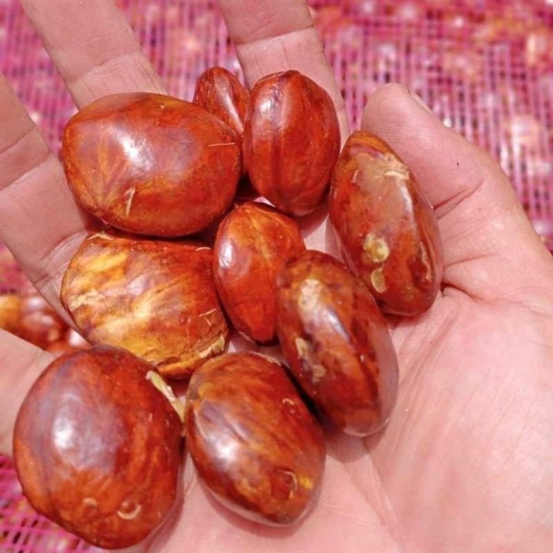 

Jengkol, jring, jengki 500gr