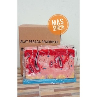 

Alat Peraga Pendidikan Model Kulit
