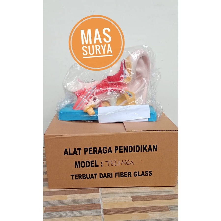 

Alat Peraga Pendidikan Model Telinga Manusia
