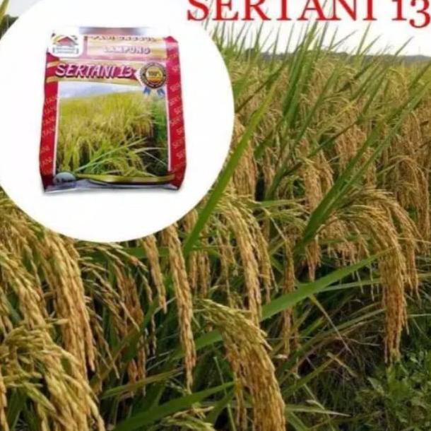 Hot Gratis Benih Padi Sertani 13 Bibit Unggul Ukd-