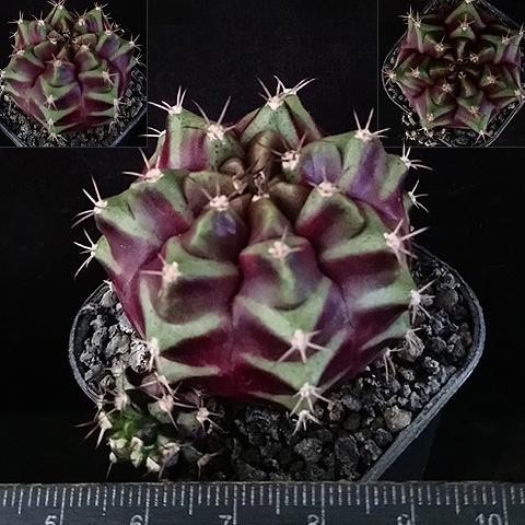 GYMNOCALYCIUM MIHANOVICHII 'PURPLE NEBULA', SUKULEN KOLEKSI 0310T