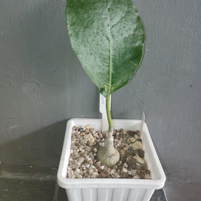 FOCKEA MULTIFLORA DIAMETER 4CM 0310T