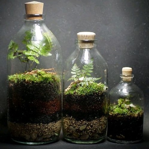 murah TERARIUM BOTOL KIT TERRARIUM KIT BOTTLE 100 - 500 ML HIASAN KAMAR AESTHETIC premium