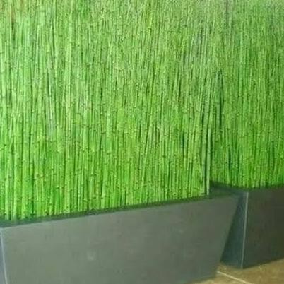 Paket Bambu Air Free Pot Panjang