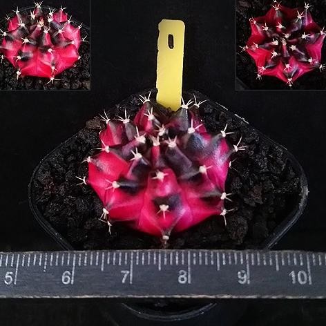GYMNOCALYCIUM MIHANOVICHII 'BLOOD DIAMOND', SUKULEN KOLEKSI 0310T