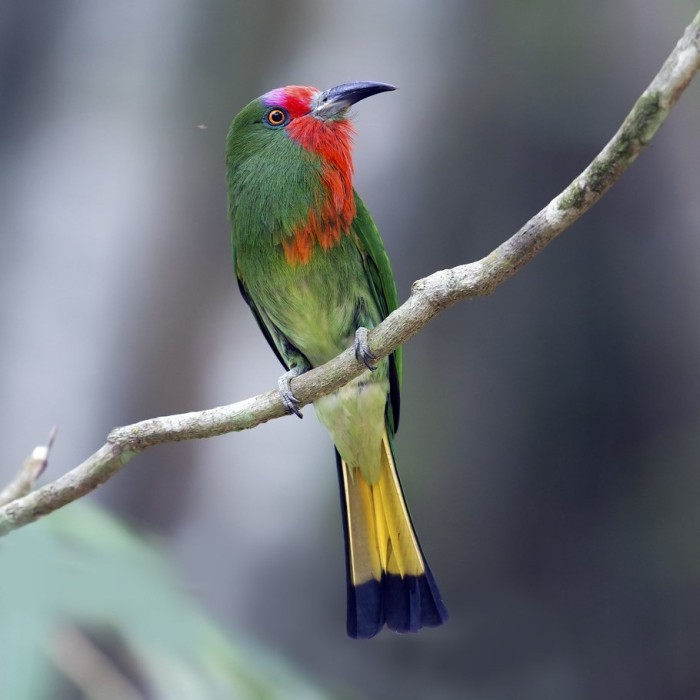 Burung Cirik Cirik Kumbang Pilihan