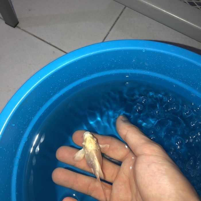 

promo! Terjangkau Butterfly koi SB BABY uk 4-7cm NON COD