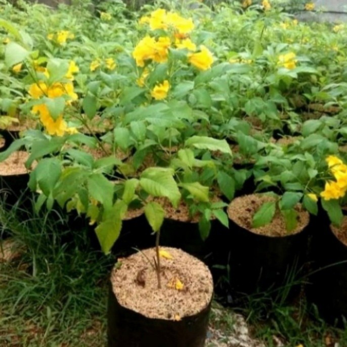 Sale Pohon Tecomaria Bunga Kuning Tanaman Hias Tecomaria Bunga Kuning