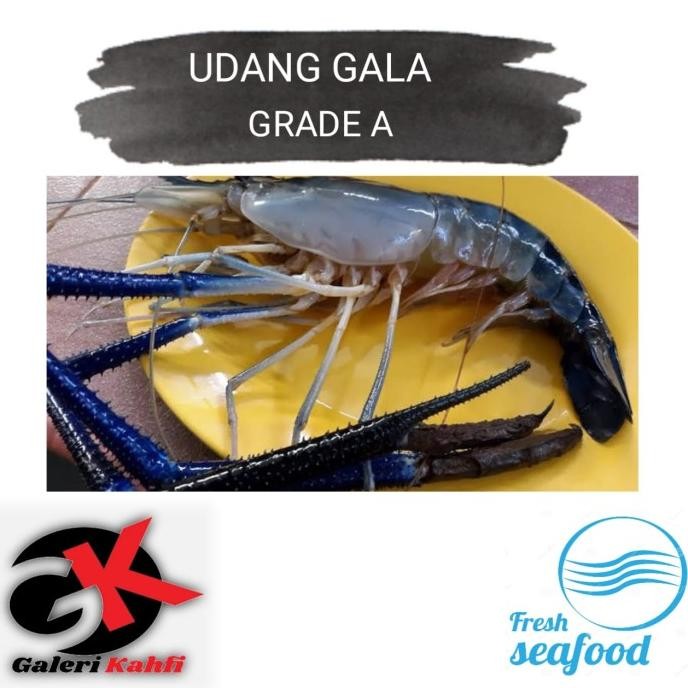 

Udang Galah Segar BESAR Grade A - 1 Kilogram - Size 6 - 10
