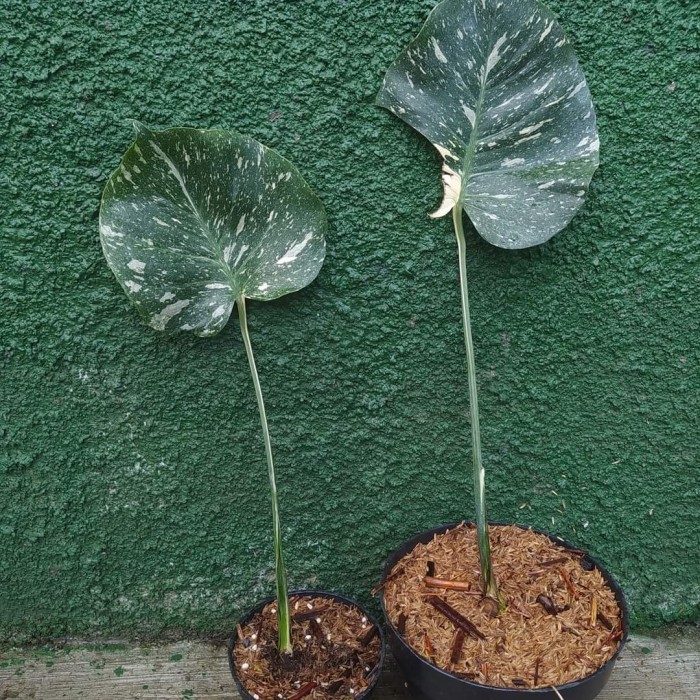 arr Monstera thailand variegata / Monthai