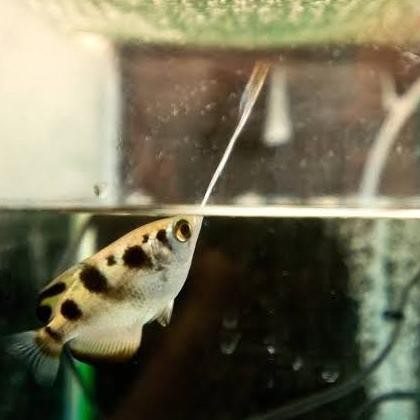 Archer Fish Ikan Sumpit