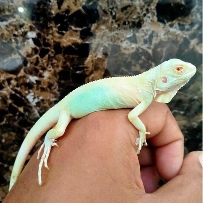 Baru Snow Iguana Blue Baby Kwalitas Termewah Promo