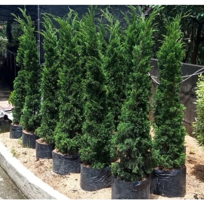 Lilin - Cemara Lilin Tinggi 1 Meter