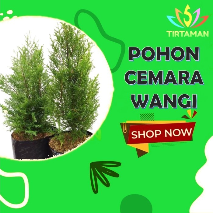 TERMURAH pohon cemara wangi / cemara wangi natal / cemara hias / cemara hidup