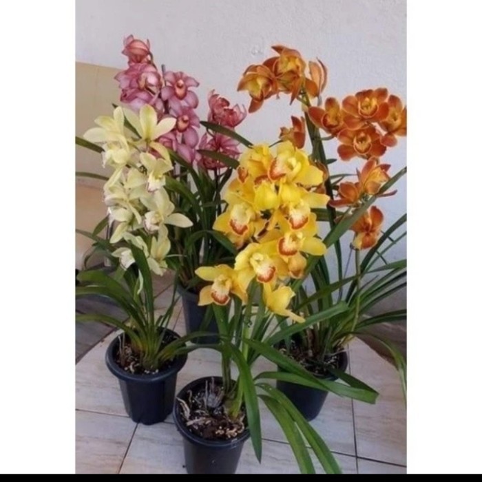 PAKET HEMAT 4 JENIS BUNGA ANGGREK TANAH