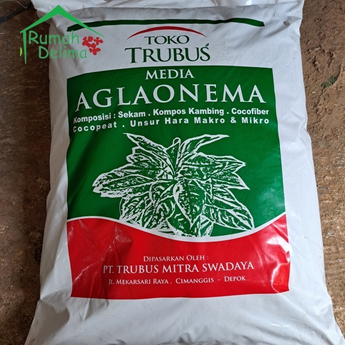 MEDIA TANAM AGLONEMA TRUBUS SIAP PAKAI
