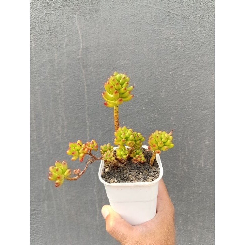 sedum pachyphylum import korea bonsai KAKTUS SUKULEN TANAMAN HIA
