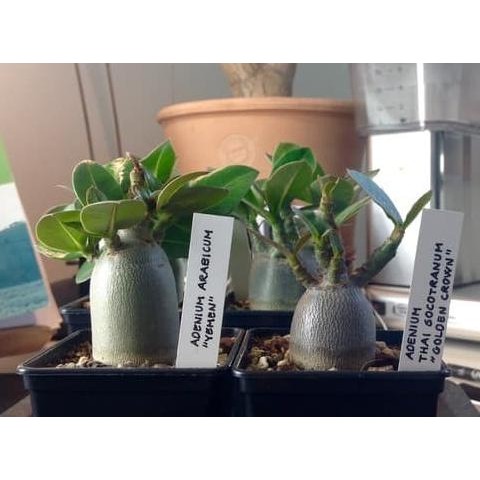 Benih / Seeds Adenium Yaman Mudah Tumbuh