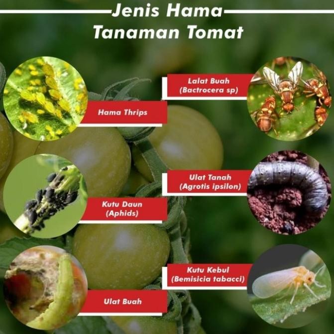 obat tanaman curacon anti hama 100 ml ada juga 500 ml [terbaik]