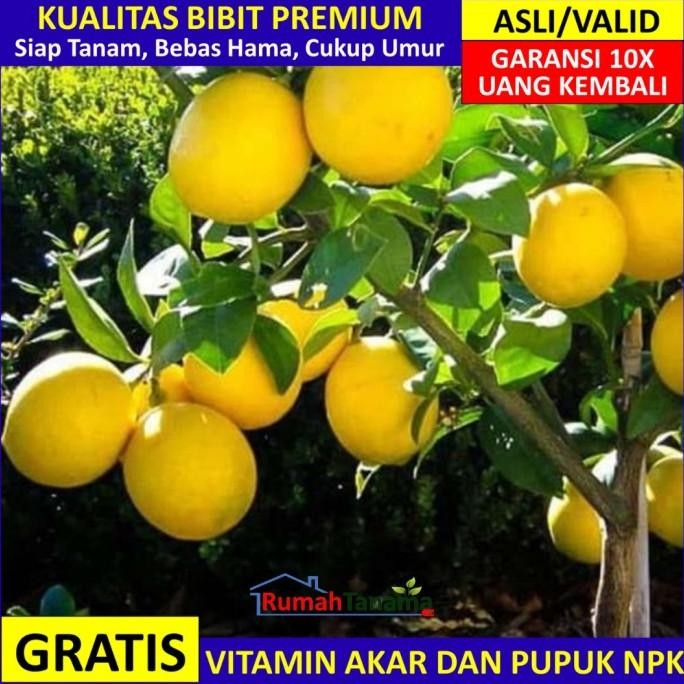 

Bibit Tanaman Buah Jeruk Lemon California MMU