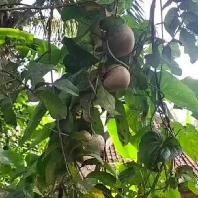 

Kentang Gantung Udara 3 Buah Gembolo Segar Bibit Herbal MMU