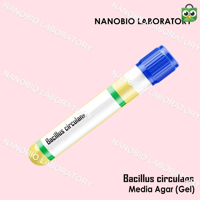 Isolat Culture Mikroba Bacillus circulans Media Gel