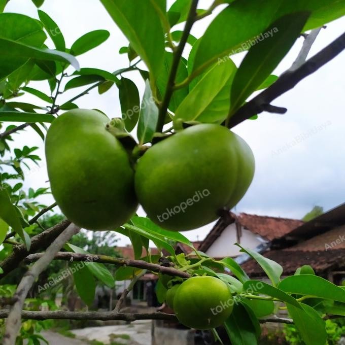 bibit buah black sapote KONDISI BERBUAH tinggi 2-3 meter.