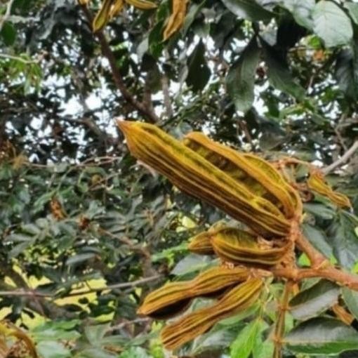 Bibit tanaman pohon buah salju cangkokan