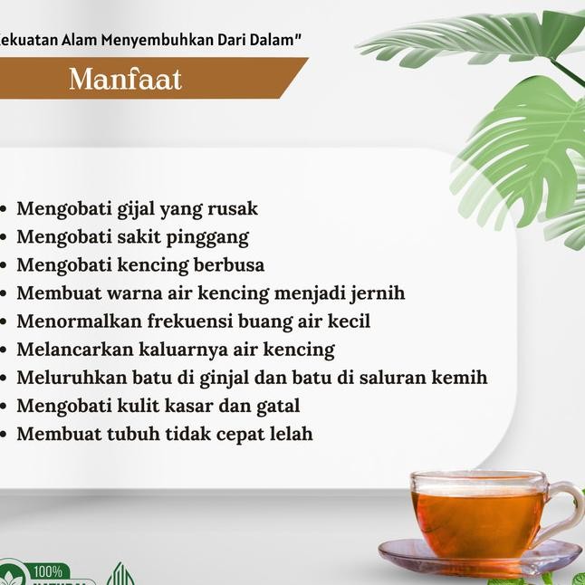 

Teh Celup Akar Alang-Alang Obat Gagal Ginjal Cuci Darah Keh Prostat Kencing Netes Berbusa