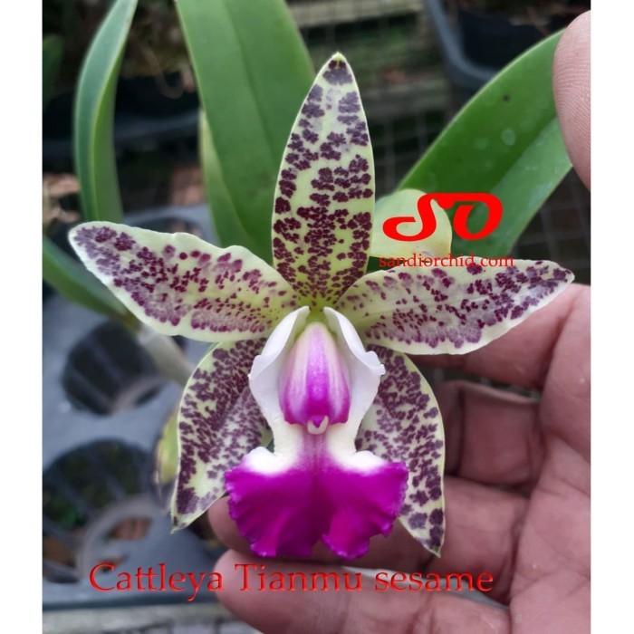 Ready Cattleya Tianmu Sesame Dewasa