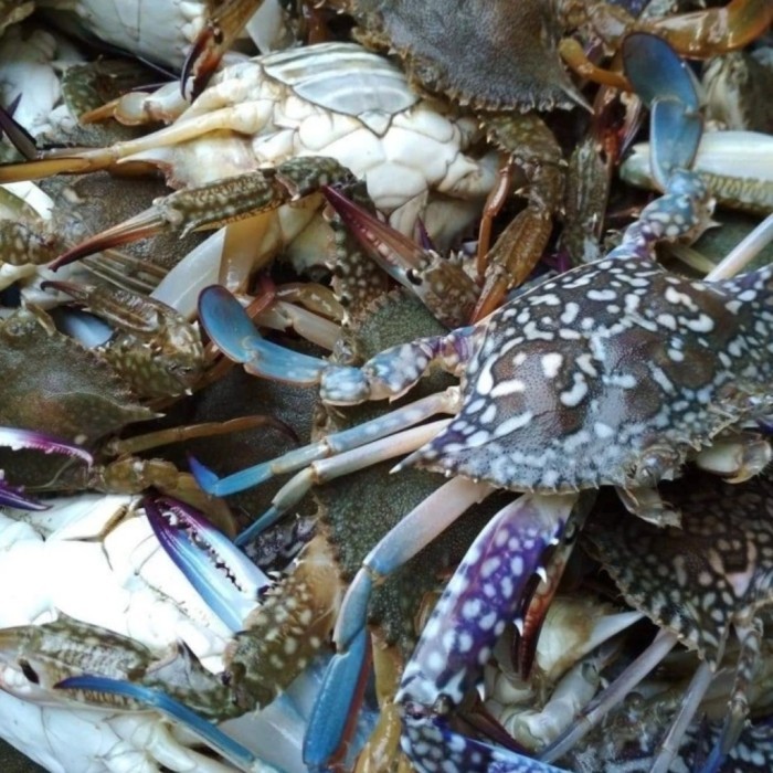 

Kepiting Rajungan Segar Berkualitas 1Kg Promo