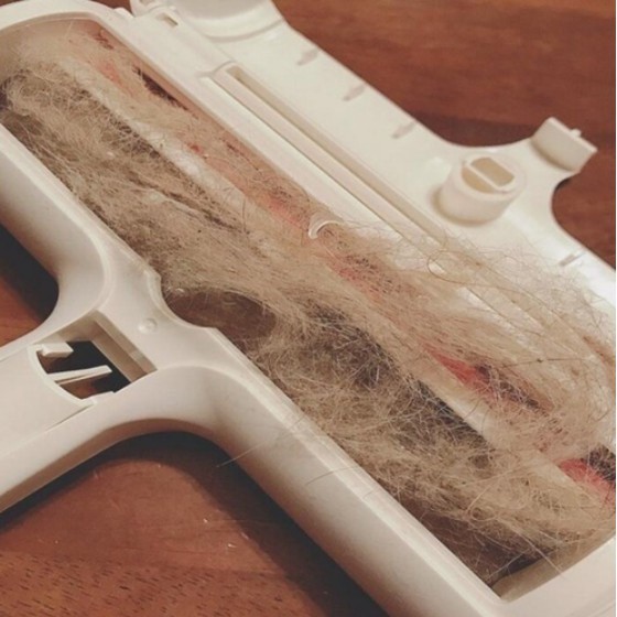 Pembersih Bulu Kucing Sikat Bulu Kucing Pembersih Bulu Hewan Pembersih