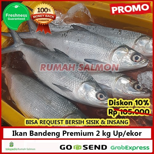 

Ikan Bandeng Segar Super Jumbo 2 Kg Up Super Premium / Giant Milkfish