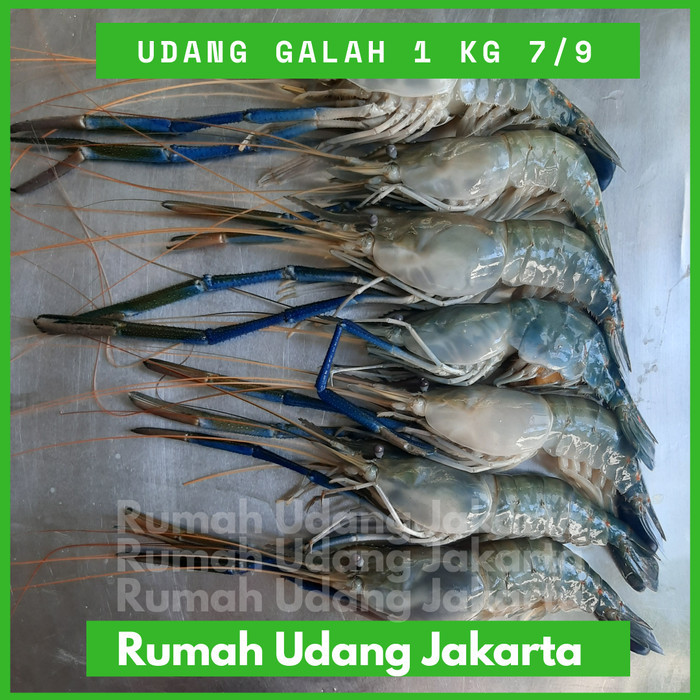 

Udang Galah 1 Kg- Sedang Fresh- 7-9 Ekor