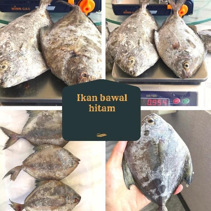 

Ikan Bawal Hitam Beku/Frozen Kemasan 1 Kg Isi 2-5 Ekor
