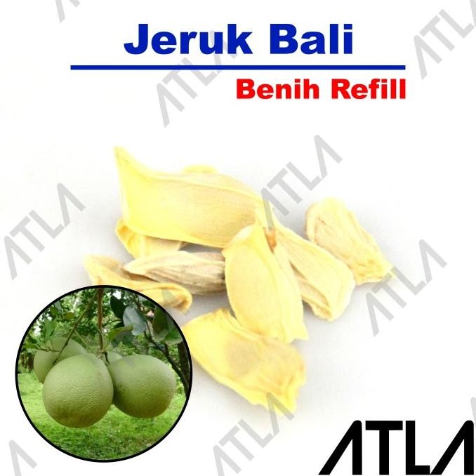 

Jeruk Bali Biji Buah Pamelo Bibit Tanaman Pohon Refill MANTEP